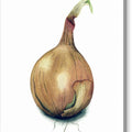 Onion Watercolor - Canvas Print