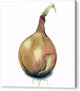 Onion Watercolor - Canvas Print