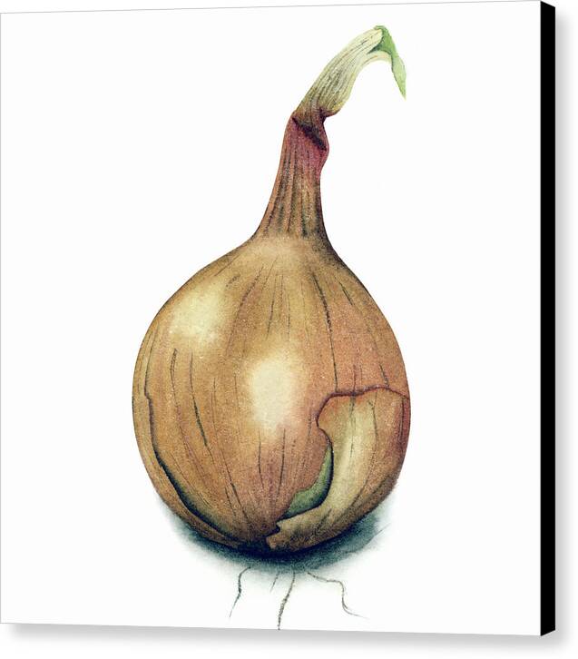 Onion Watercolor - Canvas Print