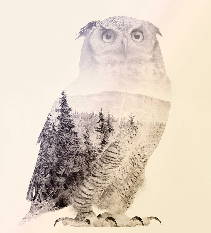 Owl - Art Print - Zapista