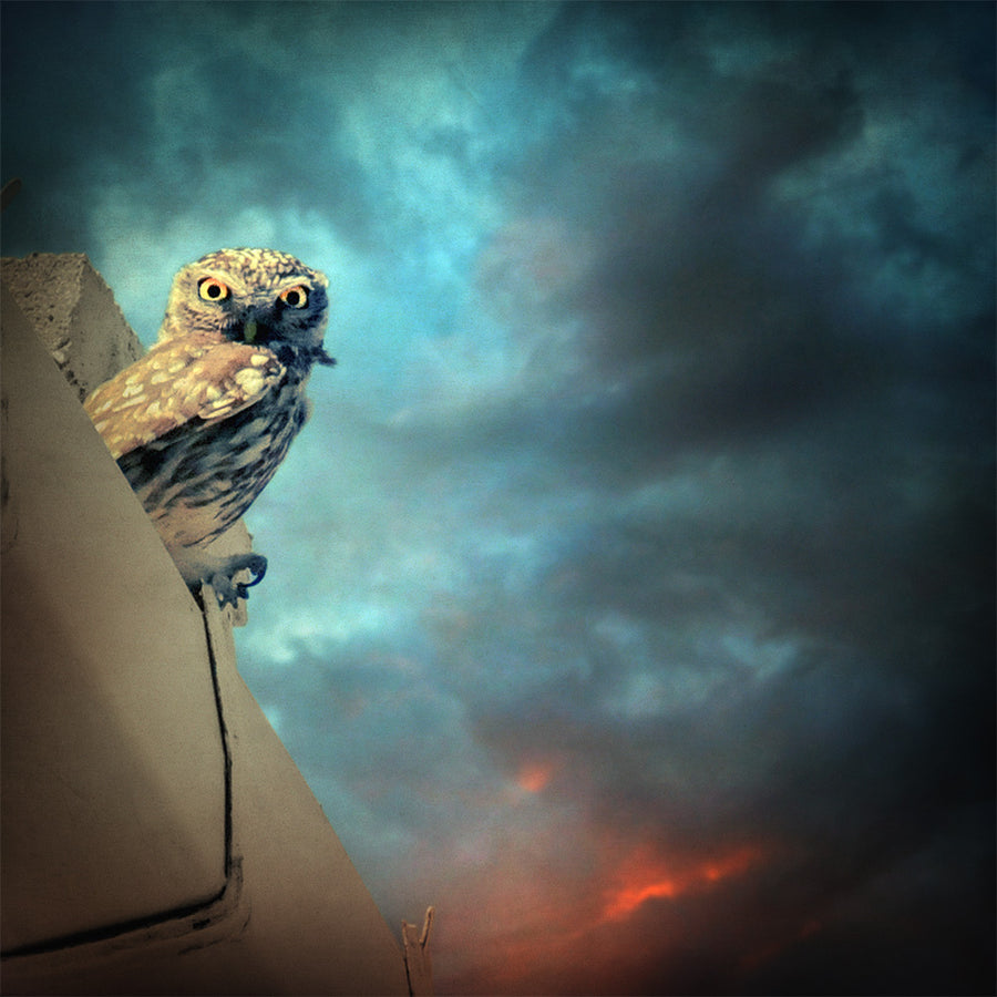 Owl - Art Print - Zapista
