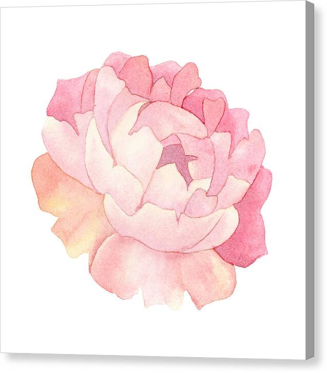 Peony Watercolor - Canvas Print