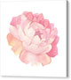 Peony Watercolor - Canvas Print