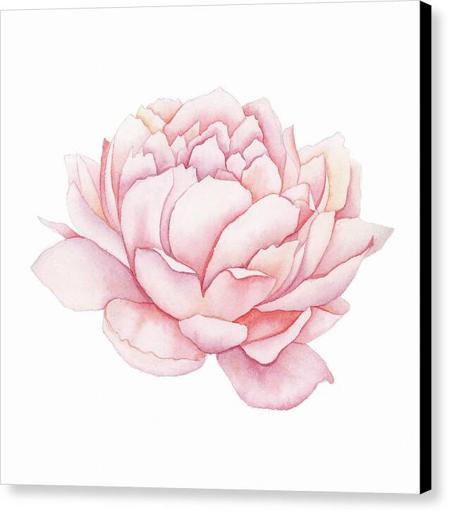 Pink Peony Watercolor - Canvas Print