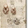 Position of the Fetus in the Womb - Canvas Print