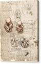 Position of the Fetus in the Womb - Canvas Print