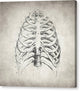 Rib Cage - Canvas Print