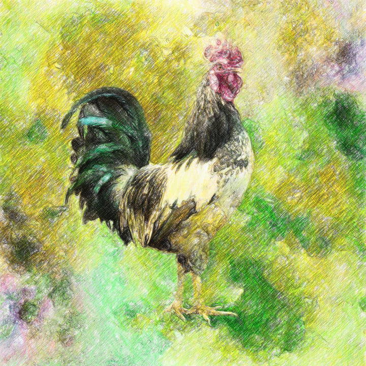 Rooster - Art Print - Zapista