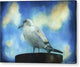 Seagull - Canvas Print