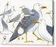 Seagull Society - Canvas Print