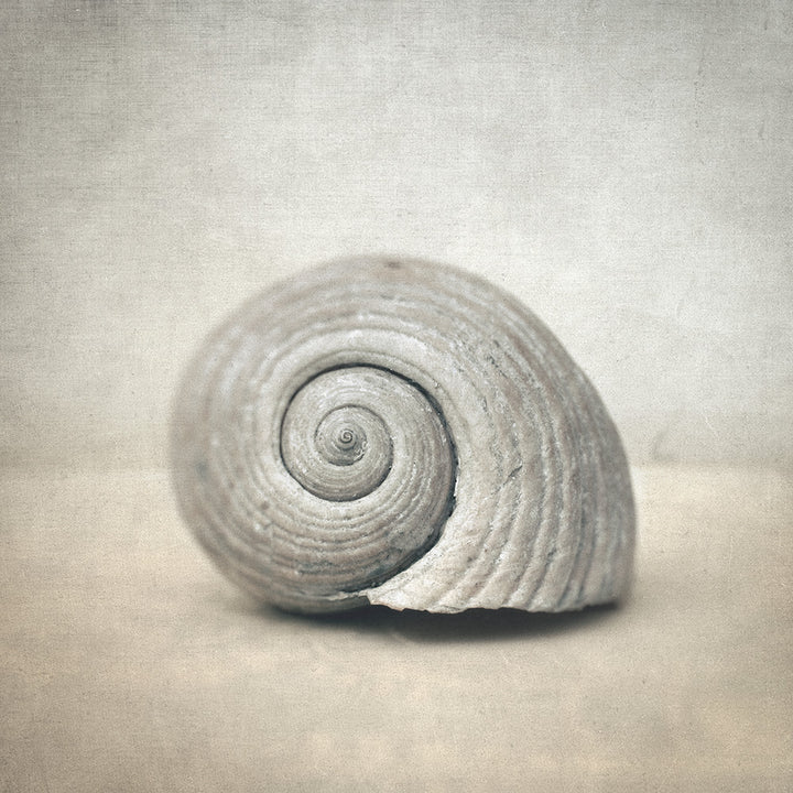 Seashell - Art Print - Zapista