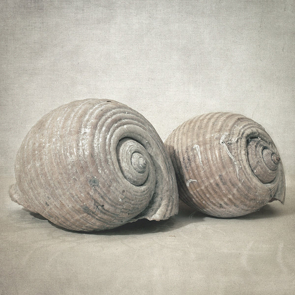 Seashell nO.3 - Art Print - Zapista