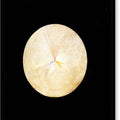 Series SUW, No 14 Swan - Canvas Print