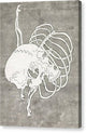 Skull and Ribcage - Canvas Print