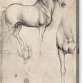 Studies of a Horse - Canvas Print
