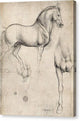 Studies of a Horse - Canvas Print