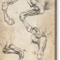 Studies of Horse's Leg - Canvas Print