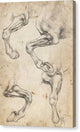 Studies of Horse's Leg - Canvas Print