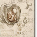Studies of the Fetus in the Womb - Canvas Print