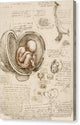 Studies of the Fetus in the Womb - Canvas Print