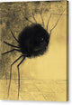 The Smiling Spider - Canvas Print