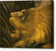 Tete de lion - Canvas Print