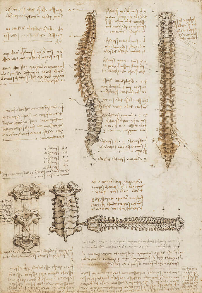 The Spine by Leonardo da Vinci - Art Print - Zapista