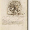 The Cranium Sectioned - Canvas Print