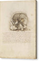 The Cranium Sectioned - Canvas Print