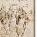 The Muscles of the Shoulder, Arm and Neck - Canvas Print
