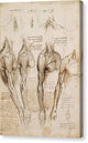 The Muscles of the Shoulder, Arm and Neck - Canvas Print