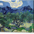 The Olive Trees - Canvas Print