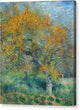 The Pear Tree - Canvas Print