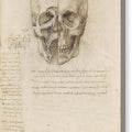 The Skull Sectioned - Canvas Print