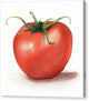 Tomato Watercolor - Canvas Print