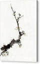 Tree Branch - Canvas Print